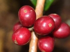 危地马拉薇薇特南果咖啡豆什么风味？天意庄园帕尔湖手冲参数全解析