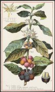 哥斯达黎加蜜处理咖啡豆怎么分级？黄蜜、红蜜、黑蜜处理法风味差异一次看懂