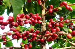 肯尼亚咖啡哪个产区最好？马赛、NYERI 产区风味与烘焙度对比
