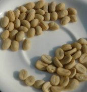 咖啡也分公母吗?咖啡公豆好还是母豆好?公豆咖啡怎么冲?