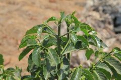 哥斯达黎加木兰花SHB咖啡豆风味如何？三水河产区与拉米妮塔集团解析