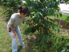 夏威夷科纳咖啡Kona是什么味道？UCC农场实录与公豆Peaberry区别