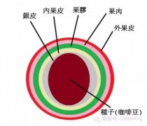 咖啡豆处理法怎么选？日晒水洗蜜处理半水洗优缺点风味一次搞懂