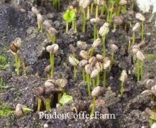 咖啡种植技术:从育苗、定植、遮荫到施肥除草和覆盖的栽培工艺