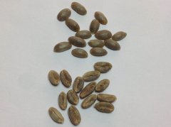 尖身波旁是什么咖啡豆？它真的比瑰夏更好喝吗？