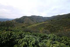 粉红波旁是什么咖啡豆？起源、风味与哥伦比亚种植情况一次讲清