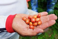 粉红波旁和尖身波旁是同一种咖啡吗？波旁家族品种关系一次说清