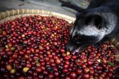 猫屎咖啡多少钱一杯？印尼麝香猫咖啡豆价格与风味全解析