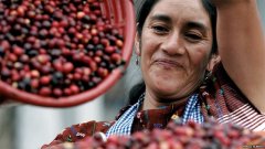 危地马拉暴风庄园咖啡豆什么来头？2017 COE第28名水洗Sarchimor风味解析