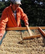 蜜处理分级依据是什么？黄蜜红蜜黑蜜差别在果浆保留程度与干燥时间