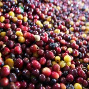 蜜处理咖啡豆黄蜜红蜜黑蜜有什么区别？优缺点与适用豆种一次讲清