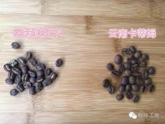 如何判断云南小粒咖啡是铁皮卡还是卡蒂姆?云南小粒咖啡好喝吗