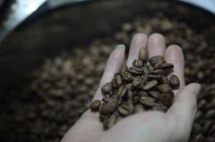 云南小粒咖啡是铁皮卡还是卡蒂姆？一文看懂两者区别与卡蒂姆咖啡特点
