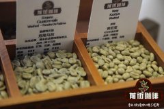 阿拉比卡和罗巴斯塔咖啡豆有什么区别？一文看懂风味、咖啡因与辨别方法