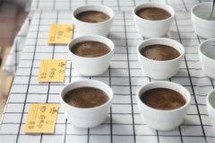 精品咖啡豆耶加金蕾娜安芭雅镇 席林加村豆子特别,怎么冲好喝?