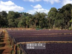 埃塞、罕贝拉【圣狮】咖啡豆,从庄园了解到咖啡品尝。怎么好喝