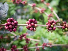 蜜处理是什么意思？黄蜜、红蜜、黑蜜差别在哪，一次讲清楚