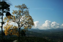 哥伦比亚克菈菈庄园咖啡豆怎么样？Villa Clara灰烬土种植与风味解析