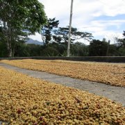 巴拿马圣特蕾莎庄园咖啡豆怎么样？Finca Santa Teresa产区、艺妓品种与CoE获奖记录一次看懂