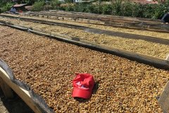 巴拿马波奎特天使之吻瑰夏是什么风味？Chiriqui产区蜜处理特色解析