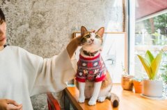 深圳哪里有猫咪咖啡馆？Ramble Tree Coffee这间巷弄小店值得去吗