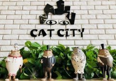 重庆吸猫咖啡馆去哪家？双色猫猫吧探店：38元人均与营业时间全指南