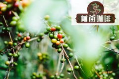 咖啡树对环境气候有什么要求?咖啡树的种类有哪些?