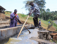 肯尼亚MURANG'A穆兰卡咖啡产区 MURANG'A咖啡品种