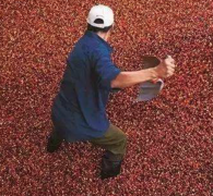 哥斯达黎加瓜纳卡斯特Guanacaste产区产什么咖啡品种