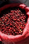 巴拿马艾茵布罗庄园El Burro咖啡风味 艾茵布罗庄园咖啡价格