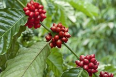 爪哇岛咖啡产区Blawan庄园介绍 爪哇Blawan庄园咖啡处理方式风味