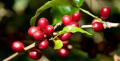 萨尔瓦多咖啡Divisadero Cafe农场三款咖啡介绍 咖啡风味口感描述