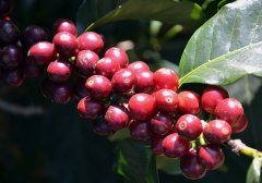云南梓墨庄园咖啡种植品种 小粒铁比卡蜜处理咖啡风味描述