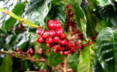 埃塞俄比亚90+三款咖啡介绍 90+哈奇拉丹奇梦罗蜜奇咖啡风味描述