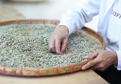 百分百阿拉比卡咖啡质量怎么样 阿拉比卡咖啡适合制作浓缩咖啡吗