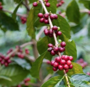 肯尼亚精品产区聂里 Nyeri AA水洗发酵处理咖啡豆风味杯测口感