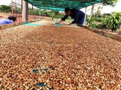 古巴咖啡豆Turquino Montanes Gourmet介绍 咖啡豆味道口感怎么样