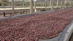 墨西哥产咖啡吗 墨西哥科塔佩克咖啡风味怎么样咖啡豆种植品种