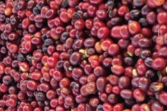 古巴蓝山咖啡 Gourmet是什么咖啡品种 古巴咖啡香气风味描述