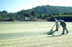 萨尔瓦多阿根廷咖啡庄园卡蒂姆Catimor咖啡豆种植采摘过程风味特