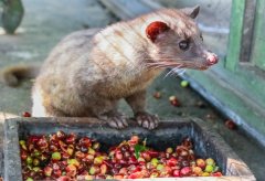 牙买加蓝山咖啡品牌风味 蓝山咖啡豆种植海拔 咖啡特性品质如何
