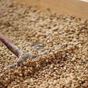 西达摩咖啡风味描述 星巴克埃塞俄比亚咖啡豆种植条件口感特点