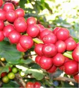 尼加拉瓜米娜庄园Finca Mama Mina最好咖啡介绍 咖啡种植技术
