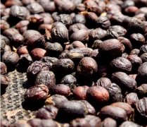 卡杜拉咖啡与铁皮卡咖啡处理法 玻利维亚咖啡采收期咖啡口感
