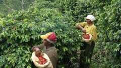 Pacamara咖啡介绍 萨尔瓦多圣安娜区咖啡种植条件咖啡味道