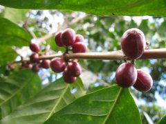 第三波咖啡文化 萨尔瓦多Bourbon/Pacamara/Pacas樱桃咖啡