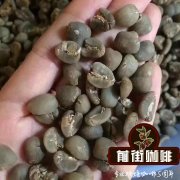 咖啡生长的自然条件 咖啡豆树长什么样子 Robusta咖啡豆特点