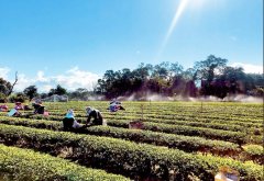帮助茶农 龙潭东方美人茶 鼓励线上订