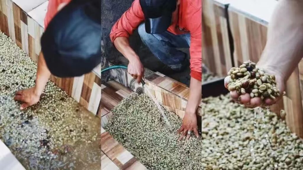 如何区分水洗豆和日晒豆？水洗豆与日晒豆的咖啡风味怎么辨别？水洗与日晒的处理流程是什么？ 6月 13 - 咖啡工房资讯杂志官网